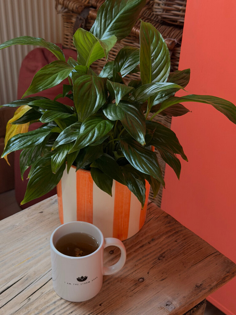 A peace lily and a mug on the studio tea table